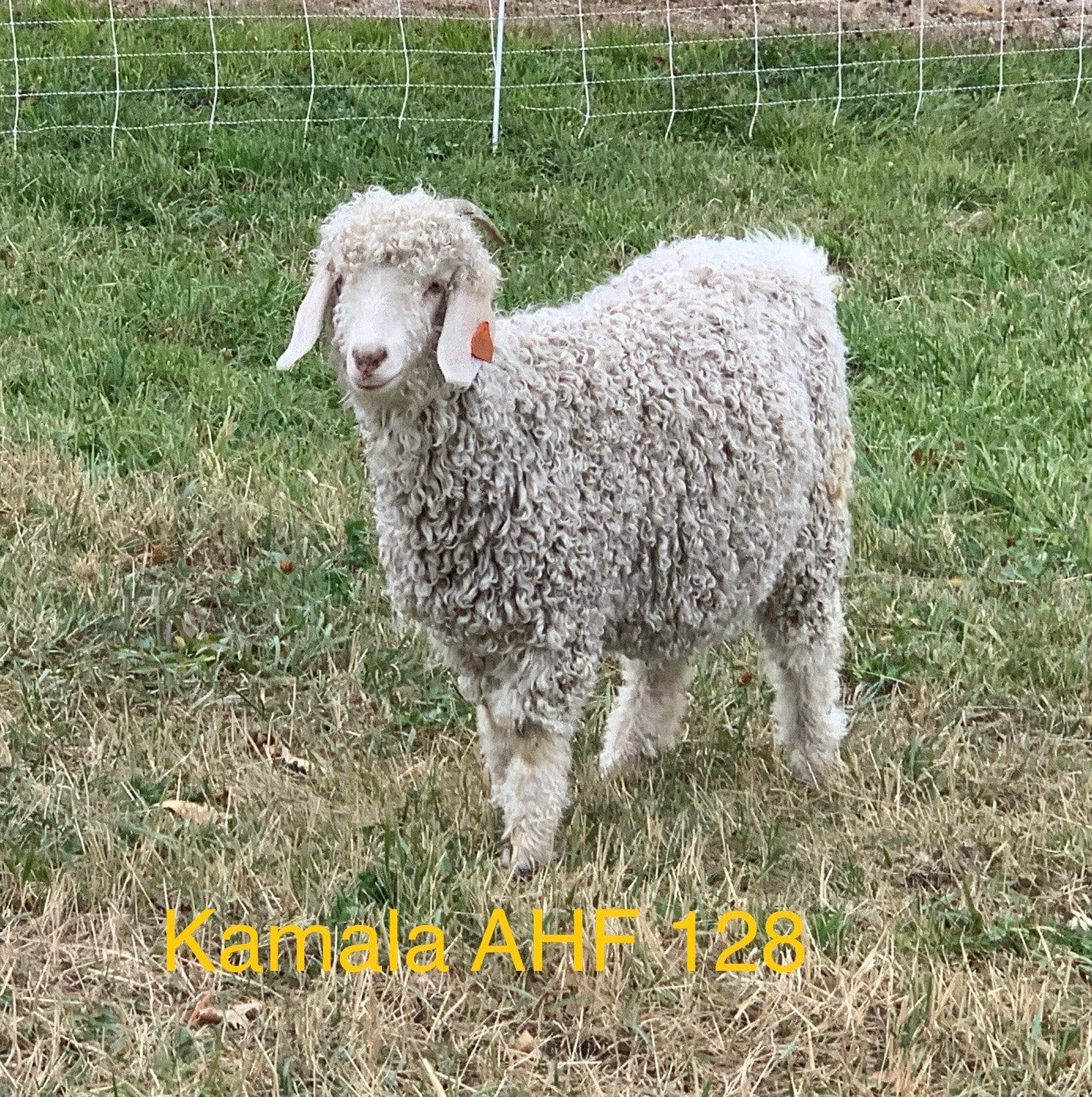 Kamala AHF 128