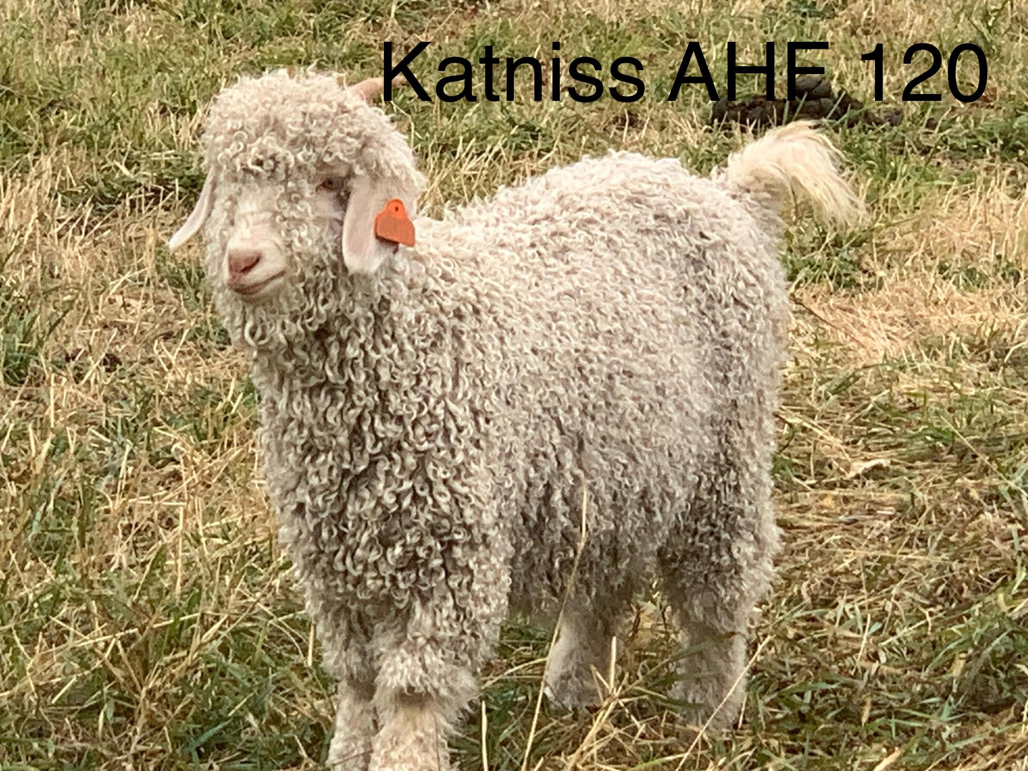 Katniss AHF 120