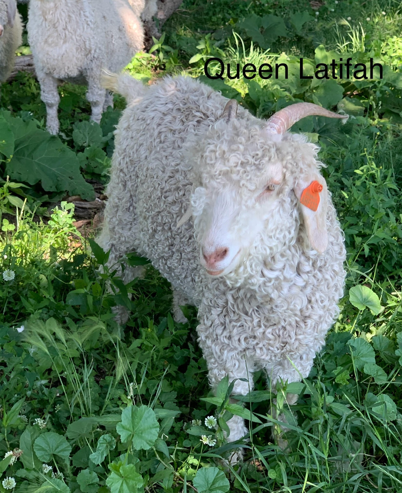 Queen Latifah
