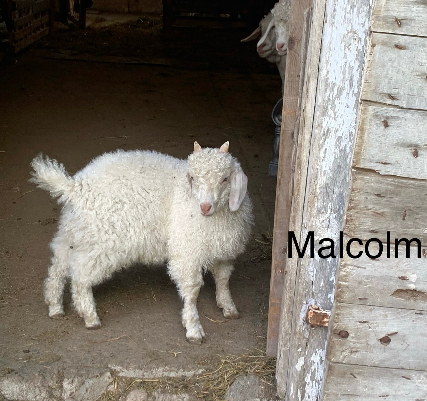 Malcolm 155 — 2026 Angora kid