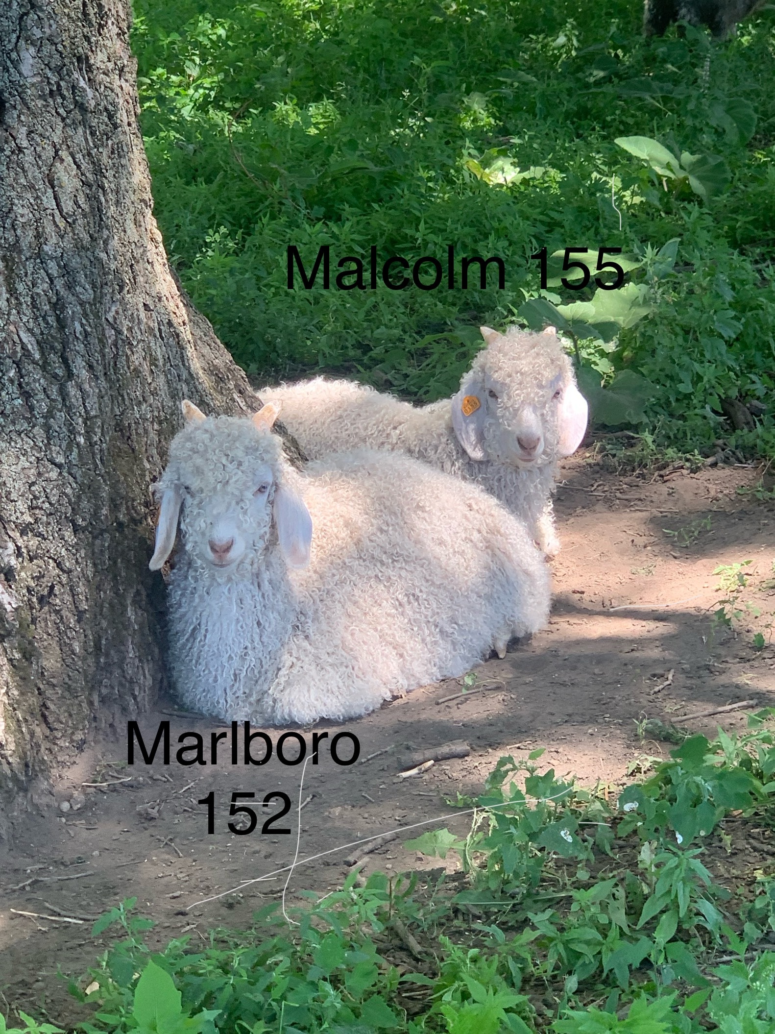 Marlboro 152 — 2026 Angora kid