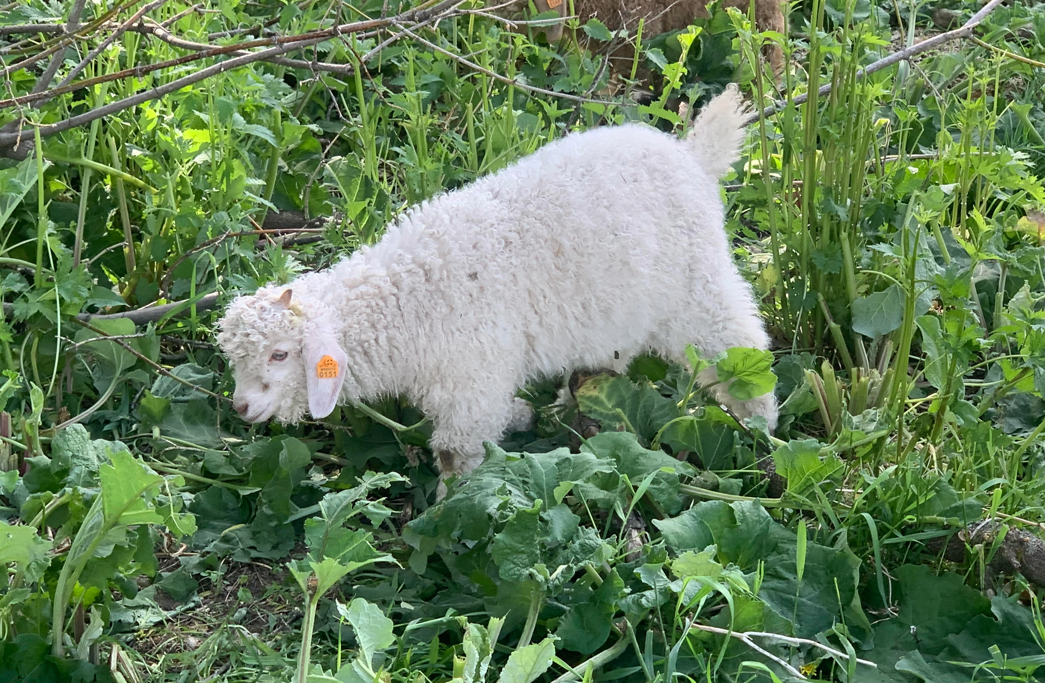 Marcy — 2026 Angora kid