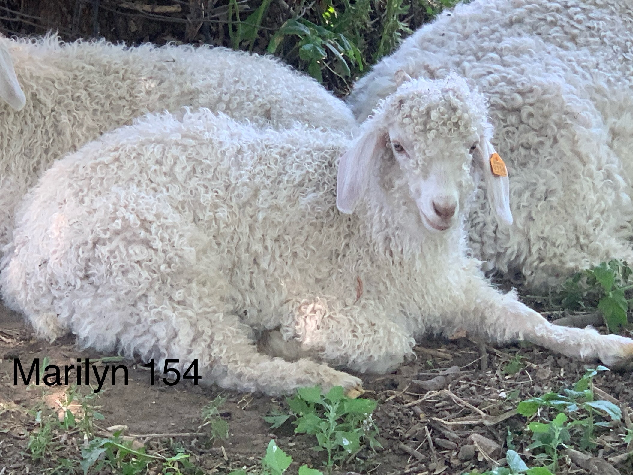 Marilyn 154 — 2026 Angora kid