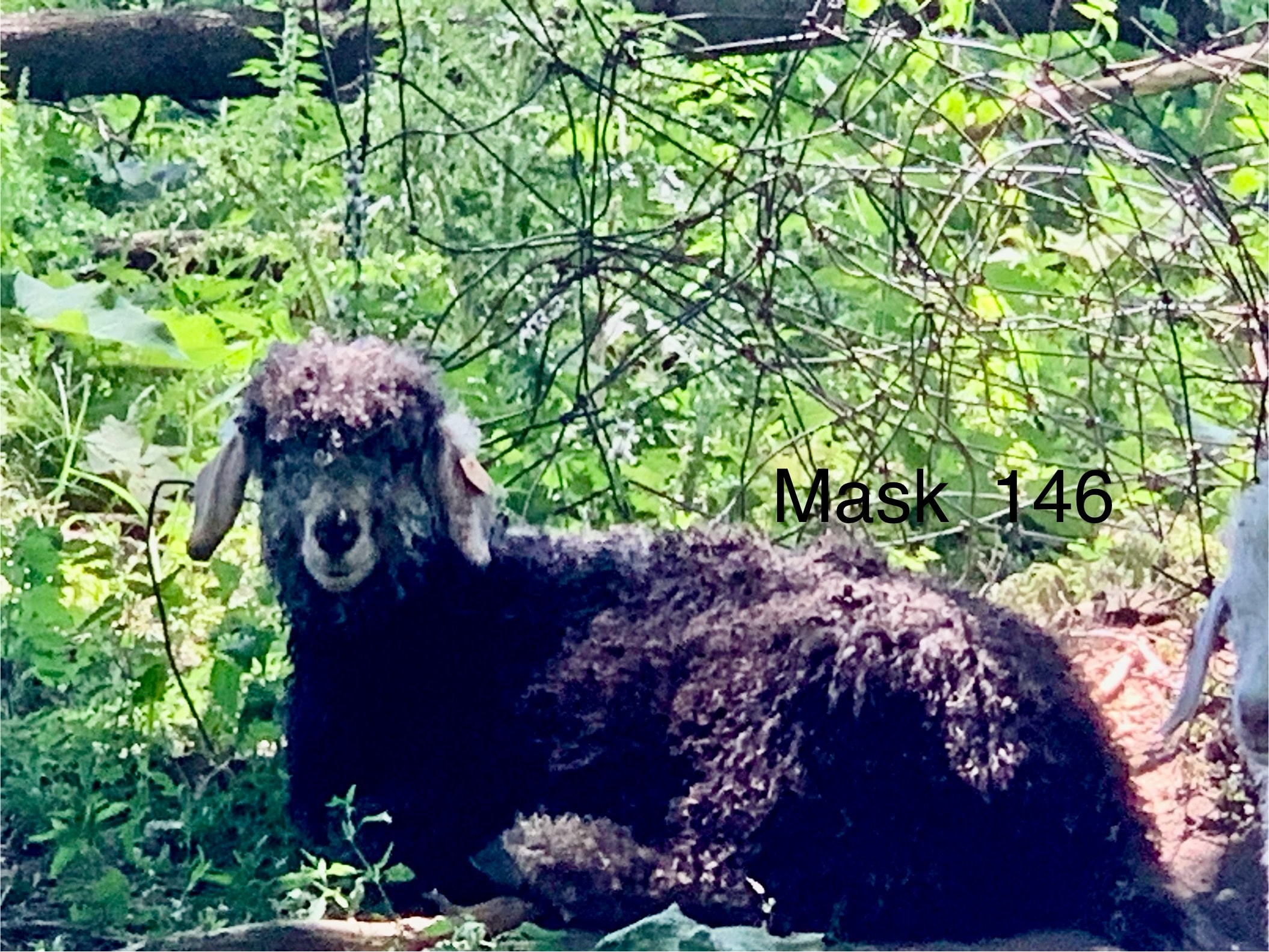 Mask 146 — 2026 Angora kid