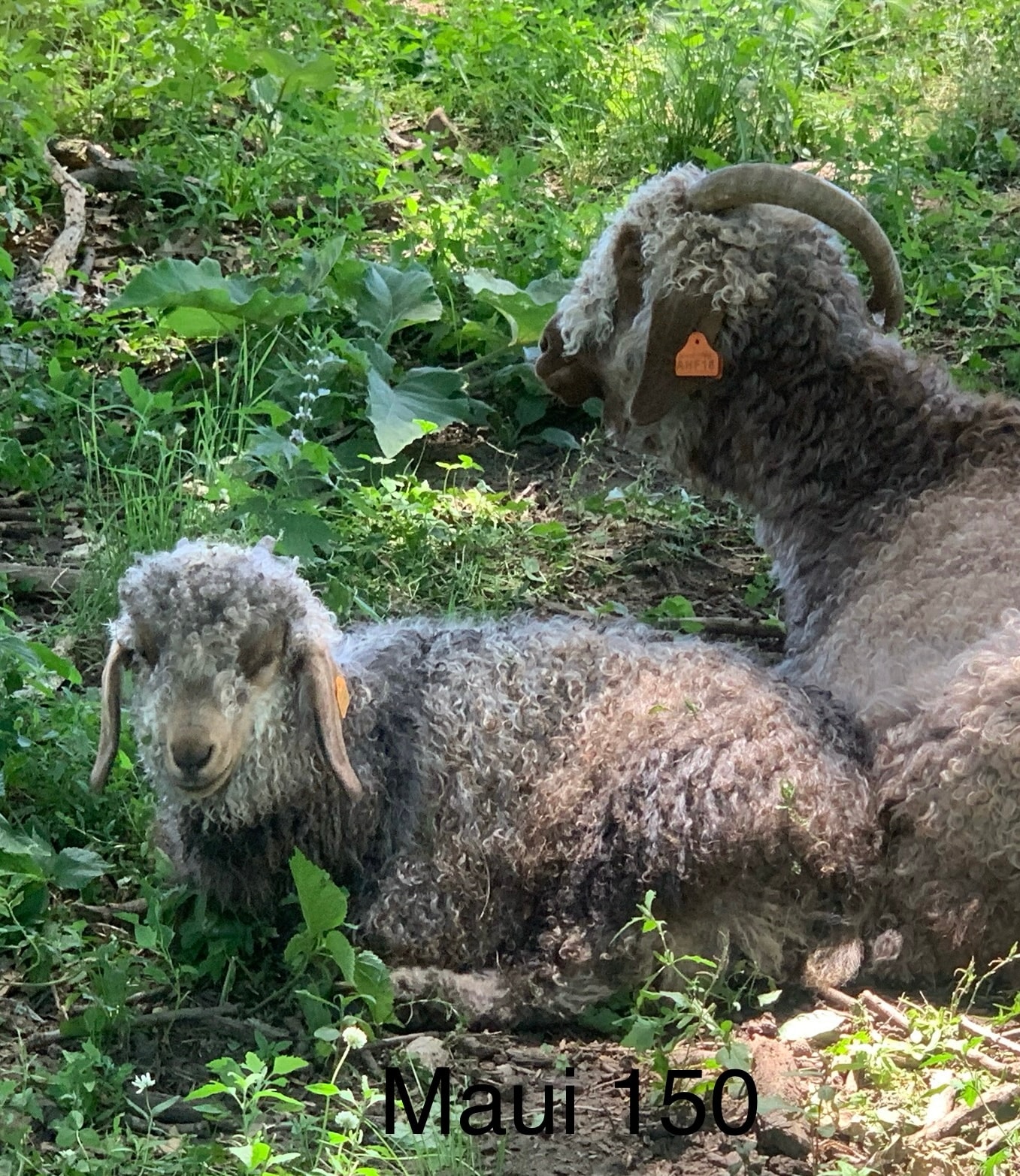 Maui 150 — 2026 Angora kid