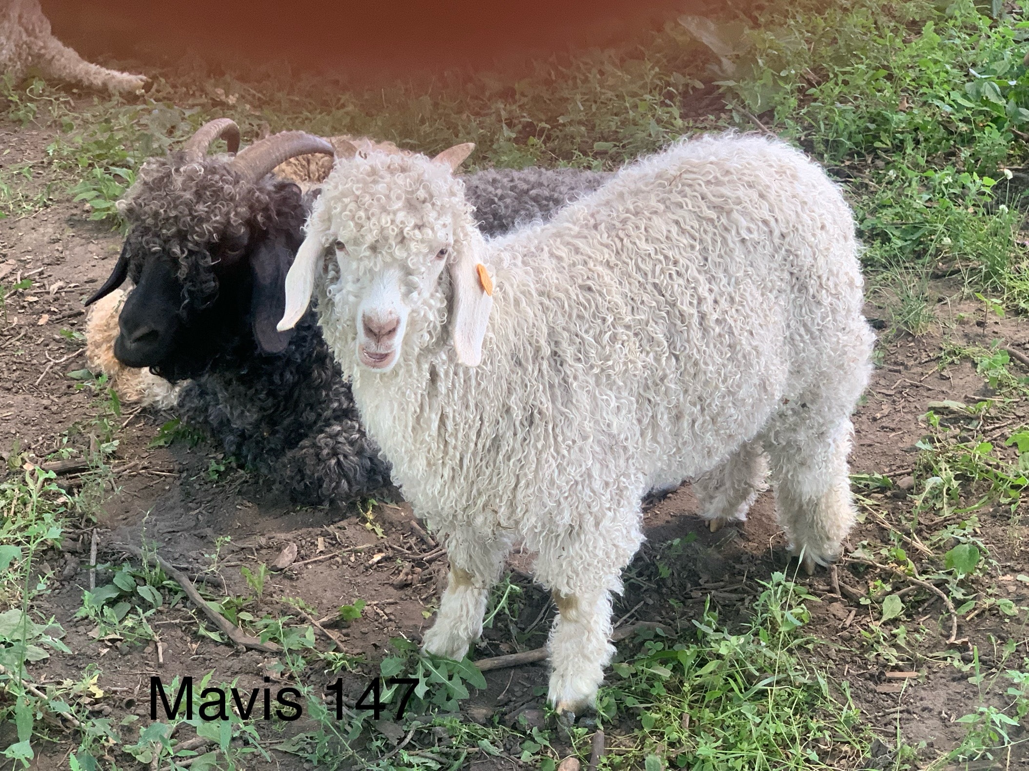 Mavis 147 — 2026 Angora kid