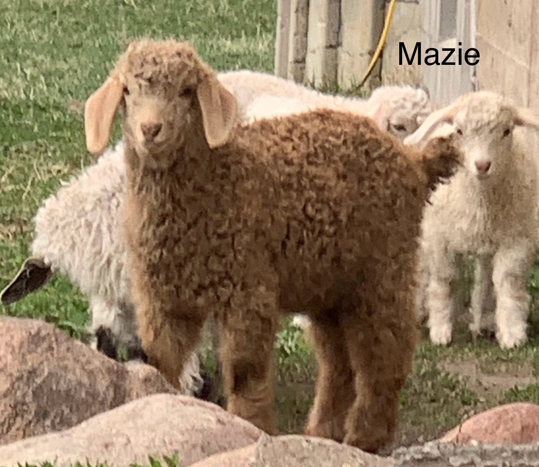Maizy — 2026 Angora kid