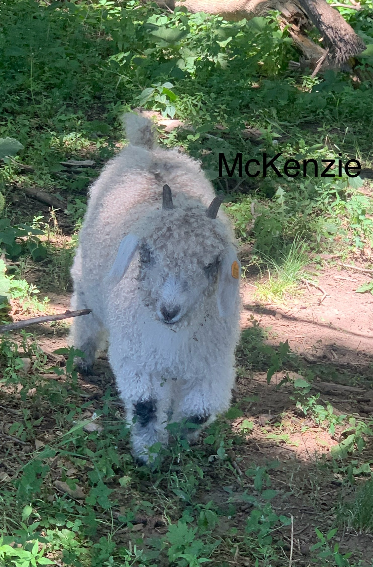 McKenzie — 2026 Angora kid