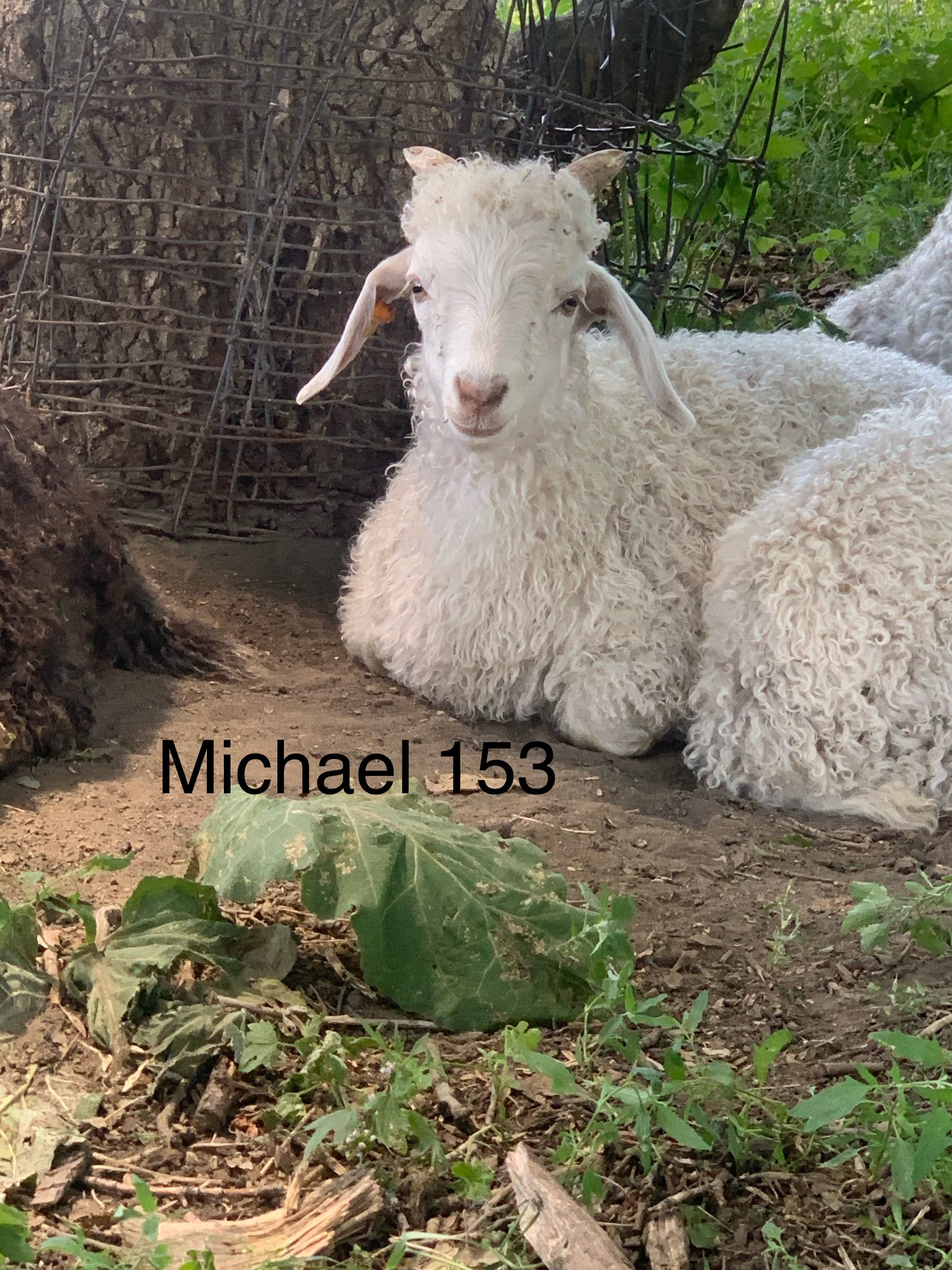 Michael 153 — 2026 Angora kid