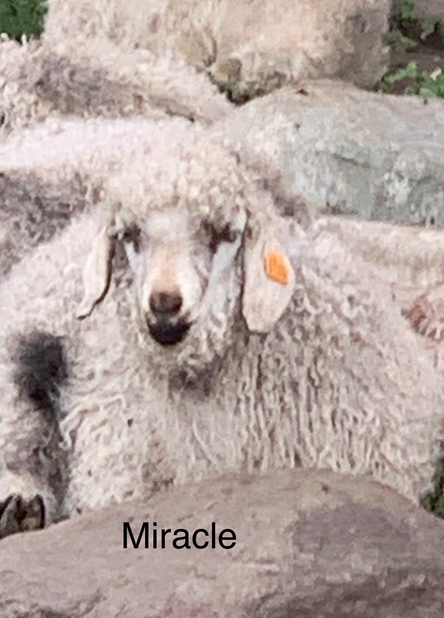 Miracle — 2026 Angora kid